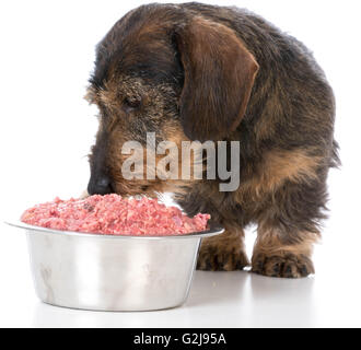 Teckel poil dur miniature de manger une nourriture pour chien brut sur fond blanc Banque D'Images