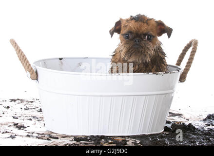 Griffon de bruxelles boueux dans lavabo pour obtenir une baignoire sur fond blanc Banque D'Images