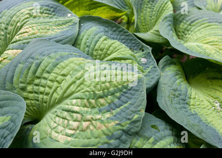 'Gloire' Hostas Couleur, grosses feuilles Banque D'Images