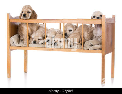 Portée de sept chiots cocker américain dans un berceau Banque D'Images