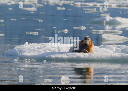 Le phoque barbu (Erignathus barbatus),, sur la glace, Svalbard, Norvège Banque D'Images