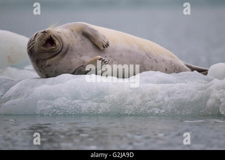 Le phoque barbu (Erignathus barbatus),, sur la glace, Svalbard, Norvège Banque D'Images