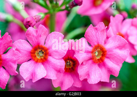 Primula japonica 'Miller's Crimson', gros plan de fleur Banque D'Images