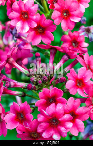 Primula japonica 'Miller's Crimson', fleurs Banque D'Images