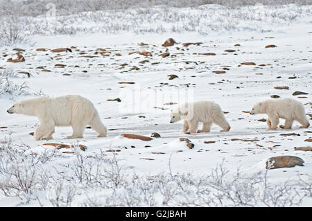 Polar bear sow et deux oursons Ursus maritimus sur la toundra gelée, Churchill, Manitoba, Canada Banque D'Images