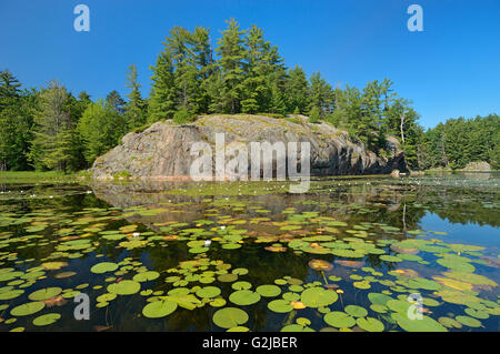 Water Lilies, blanc [ine arbres et roches précambriennes à Freeland, Lac Killarney Provincial Park, Ontario, Canada Banque D'Images