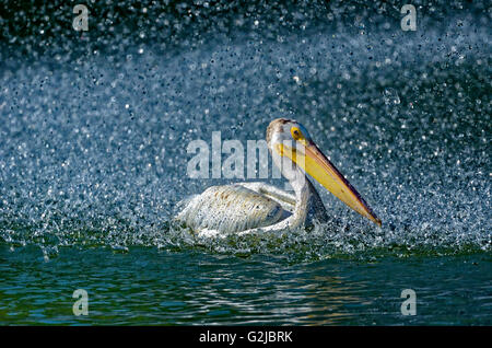 Pélican blanc (Pelecanus erythrorhynchos) dans l'étang à l'homme par la fontaine, Winnipeg, Manitoba, Canada Banque D'Images