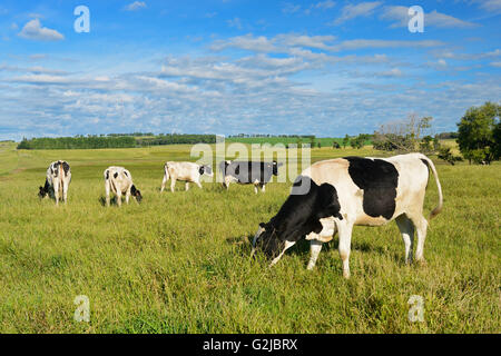 Les vaches laitières au pâturage Holland, Manitoba, Canada Banque D'Images