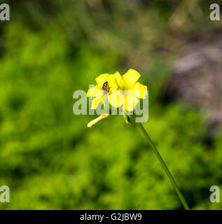 Abeille sur de mauvaises herbes ou oxalidaceae Oxalis oxalide de plus en plus soursob point dans la rue et la floraison à la fin de l'automne . Banque D'Images