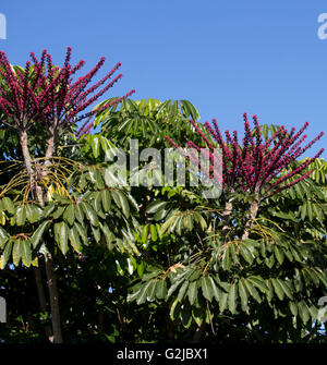 Purple fleurs d'un arbre décoratif Queensland Australie Umbrella Schefflera actinophylla, au début de l'hiver sont voyantes. Banque D'Images