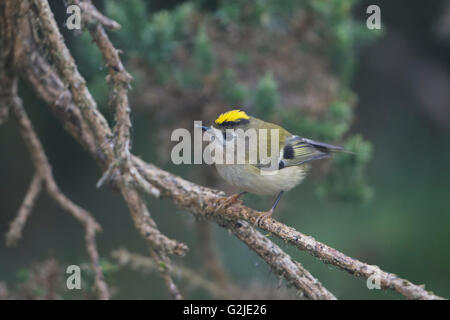 Un Goldcrest (Regulus regulus) perché entre les brindilles, réserve naturelle de Rye, East Sussex, UK Banque D'Images