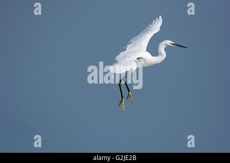 Une Aigrette garzette (Egretta garzetta) en vol au-dessus de l'eau bleue, réserve naturelle de Rye, East Sussex, UK Banque D'Images