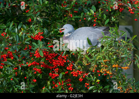 Un pigeon ramier (Columba palumbus) perchés dans Pyracantha bush manger les fruits rouges, Hastings, East Sussex, UK Banque D'Images