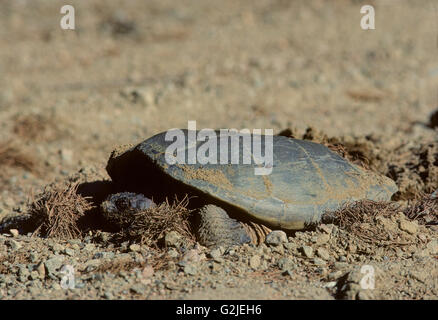 La Chélydre serpentine (Chelydra serpentina) ponte de tortues dans le parc provincial Algonquin, le Centre de l'Ontario, Canada. Banque D'Images