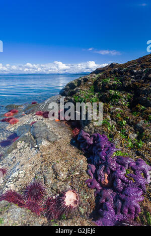 Les oursins de mer étoile de mer pourpre foule un affleurement rocheux sur l'île Mitlenatch Mitlenatch Island Provincial Park Le détroit de Géorgie Banque D'Images