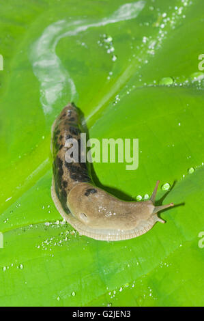 Ariolimax columbianus slug (bananes) avec un sentier de boue, forêt tropicale, la côte de la Colombie-Britannique, Canada. Banque D'Images