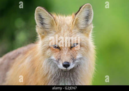 Le renard roux (Vulpes vulpes), forêt tropicale, la côte de la Colombie-Britannique, Canada Banque D'Images