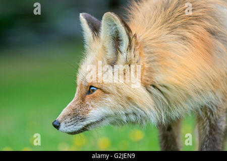 Le renard roux (Vulpes vulpes), forêt tropicale, la côte de la Colombie-Britannique, Canada Banque D'Images