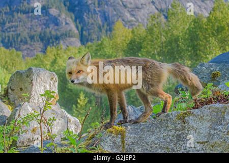 Le renard roux (Vulpes vulpes), forêt tropicale, la côte de la Colombie-Britannique, Canada Banque D'Images