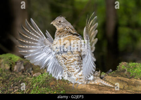 Mâle adulte, la gélinotte huppée (Bonasa umbellus) tambourine dans ses eaux territoriales des forêts pluviales tempérées journal Britsih Canada Colombie-Britannique côtière Banque D'Images