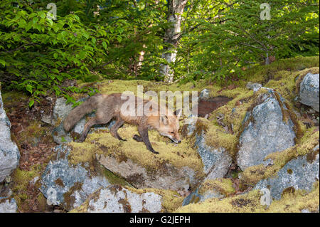 Le renard roux (Vulpes vulpes), forêt tropicale, la côte de la Colombie-Britannique, Canada Banque D'Images