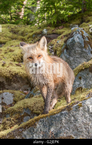 Le renard roux (Vulpes vulpes), forêt tropicale, la côte de la Colombie-Britannique, Canada Banque D'Images