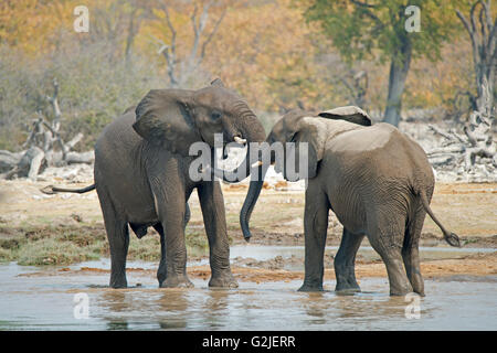 Les juvéniles les éléphants d'Afrique (Loxodonta africana) jouant, Etosha National Park, Namibie, Afrique du Sud Banque D'Images