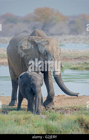 L'éléphant africain (Loxodonta africana) famille boire et jouer à un étang, Etosha National Park, Namibie, Afrique du Sud Banque D'Images