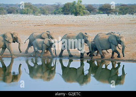 L'éléphant africain (Loxodonta africana) famille de venir à un point d'eau à boire, Etosha National Park, Namibie, Afrique du Sud