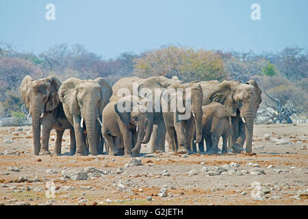 L'éléphant africain (Loxodonta africana) famille de venir à un point d'eau à boire, Etosha National Park, Namibie, Afrique du Sud Banque D'Images