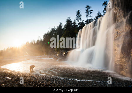 Lave-randonneur, Tsusiat face Falls, camping, sentier de la côte ouest, la Réserve de parc national Pacific Rim, l'île de Vancouver, BC, Canada. Banque D'Images