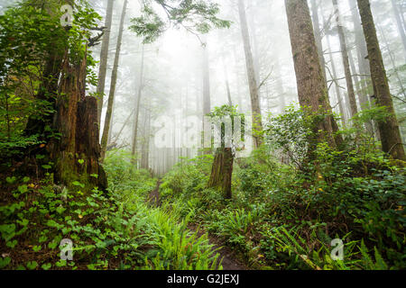 Rainforest Gaultheria shallon Salal blechnum Blechnum spicant faux le muguet Maianthemum dilatatum Sentier de la Côte Ouest Banque D'Images