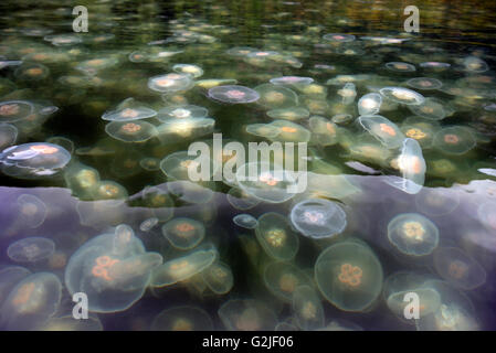 Méduse de lune à Sechelt Inlet. Gibsons, Sunshine Coast, British Columbia, Canada Banque D'Images