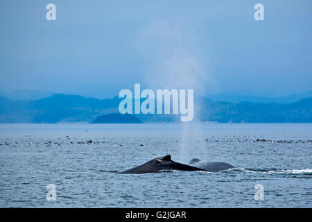 Les baleines à bosse, Megaptera novaeangliae, Nord de l'île de Vancouver, l'île de Vancouver, Colombie-Britannique, Canada. Banque D'Images