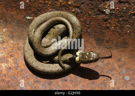 Une jeune couleuvre à collier (Natrix natrix) réchauffe dans le soleil matinal sur un morceau de fer-blanc, avec sa langue en poussant l'air de dégustation. Banque D'Images