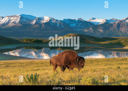 Waterton Lakes National Park, le bison des plaines paddock, Alberta, Canada Banque D'Images