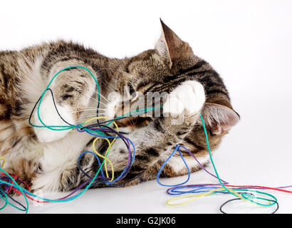 Portrait d'un joueur housecat jouant avec balle de laine sur la surface blanche Banque D'Images