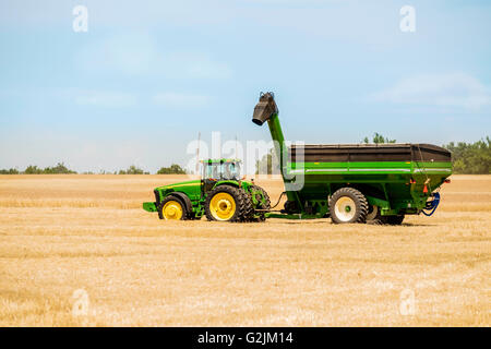 Un tracteur John Deere tire un panier à travers un grain Brant champ de blé mûr en Oklahoma, USA. Banque D'Images