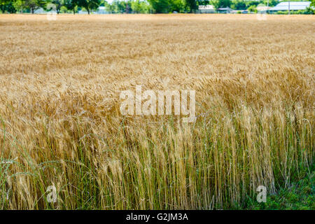 Un gros plan d'un champ de blé mûr prêt à être récolté en Oklahoma, USA.tricher, une mauvaise herbe genante est aussi indiquée. Banque D'Images