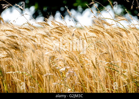 Un gros plan d'un champ de blé mûr prêt à être récolté en Oklahoma, USA. Tricher, une mauvaise herbe genante est aussi indiquée. Banque D'Images