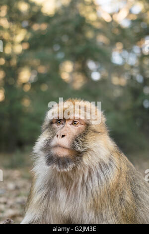 Portrait singe macaque de barbarie Banque D'Images