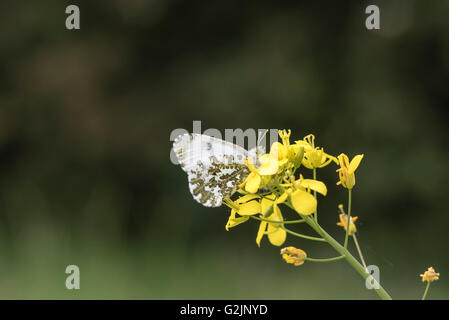 Un Orange-Tip femme frivole qui se nourrit d'une fleur jaune brassicae Banque D'Images