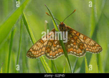 Papillon fritillaire de marais (Euphydryas aurina), Royaume-Uni Banque D'Images