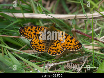 Petit papillon frilallaire bordé de perles (Boloria selene) - à ailes ouvertes - Royaume-Uni Banque D'Images