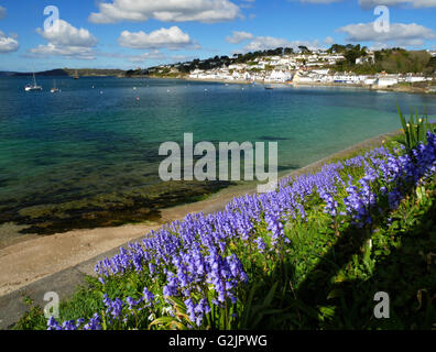 Bluebells grandir à côté de la mer à St Mawes, Cornwall. Banque D'Images