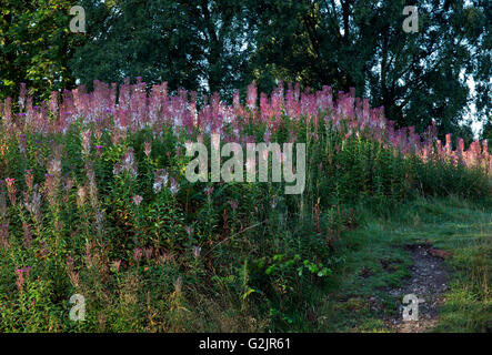 Fleurs sauvages de Chamerion angustifolium Rosebay Willowherb fleurs semences va à la fin de l'été début de l'automne Cannock Chase Banque D'Images