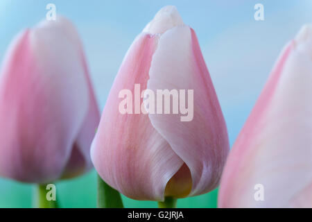 Tulipa 'Ollioules' AGM Tulip Darwin Avril Groupe hybride Banque D'Images