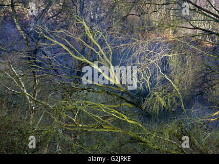 Les branches de l'ancienne forêt de chênes en hiver à Brocton sur Cannock Chase AONB