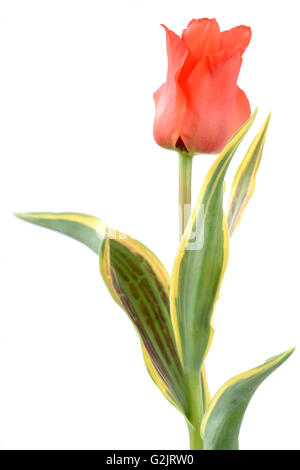 Tulipa 'Fire of Love' Tulip Greigii Avril Groupe Banque D'Images