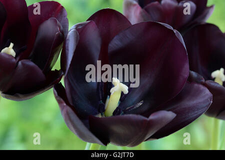 Tulipa 'Queen of night' Tulip seul fin avril Groupe Banque D'Images